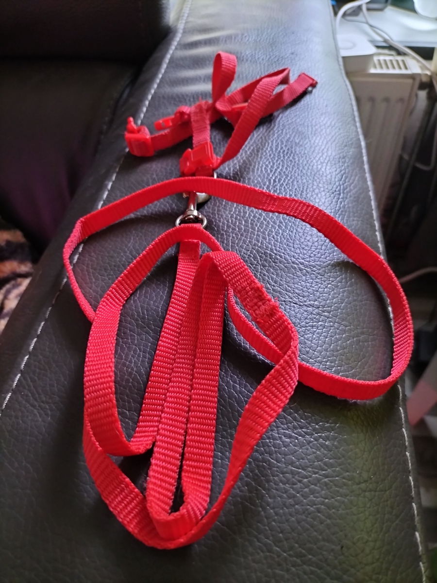 Tuigje met riem 