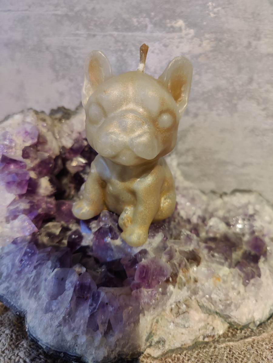 Franse bulldog goud