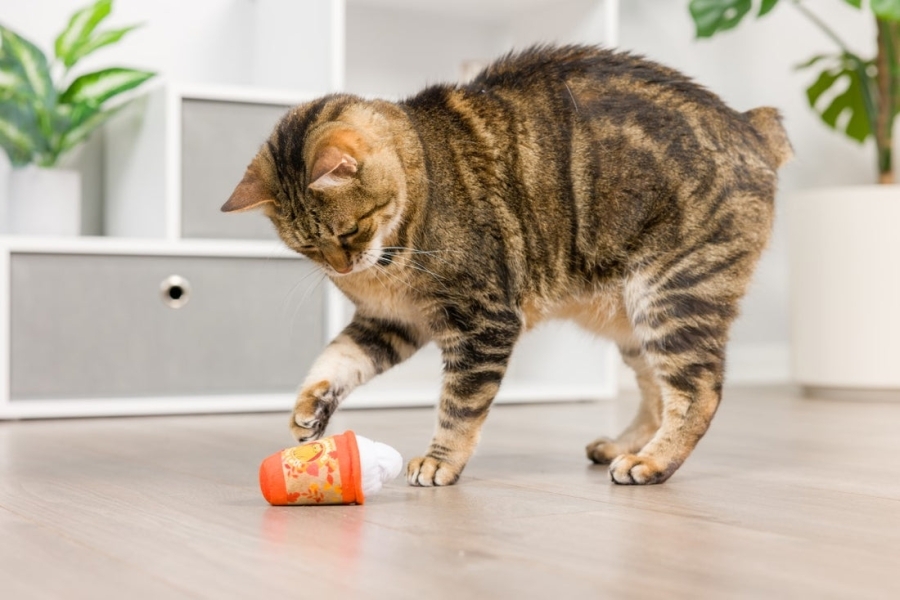 Meowww spice latte kattenspeeltje