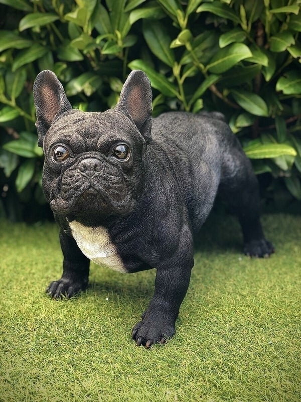 HotAnt - Franse Bulldog