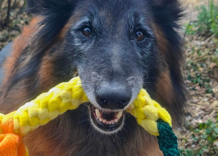 Tugfun | Hondenspeelgoed voor kleine en grote honden